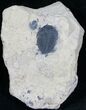 Elrathia Trilobite In Matrix - Utah #6728-1